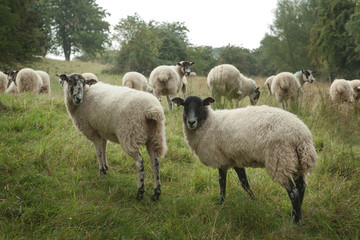 Obraz premium Sheep on a hillside