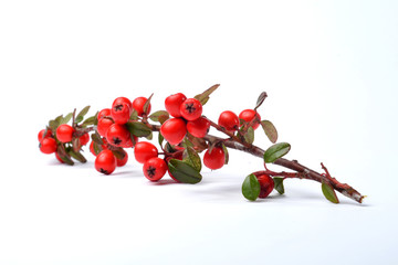 Zwergmispel Cotoneaster