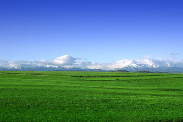 Fototapeta premium campo verde con cielo azul y montañas nevadas