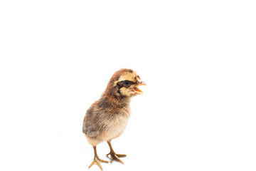 Little chicken isolated on white