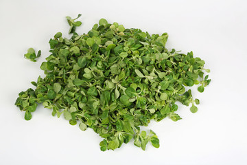 Obraz premium Feldsalat