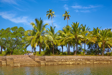 Obraz premium Tropical landscape with palm tree. GOA, Chapora River