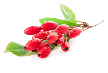 Barberry with leaves isolated on a white background