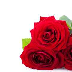 wunderschöne rote rose nahaufnahme makro