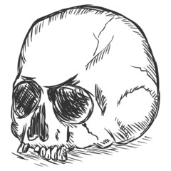 vector sketch illustration - old stale skull