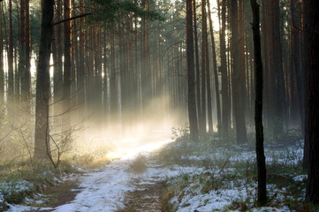 Zima w lesie. © boguslavus