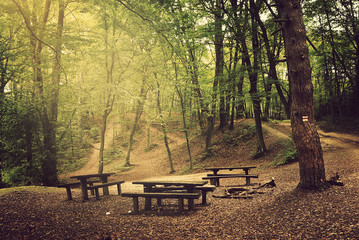 Camp in the forest