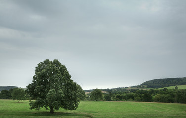Single tree in a field, England