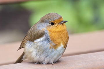 Robin perches on seat.
