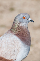 common pigeon