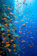 Obraz na płótnie Canvas Zdjęcie z kolonii koralowców i nurków