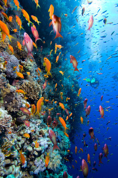 Photo of coral colony and group of divers