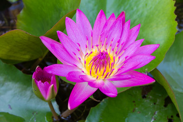 Beautiful lotus © pakphoto