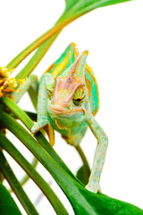 One Yemen chameleon