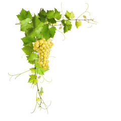 Collage of vine leaves and yellow grapes © Rostislav Sedlacek