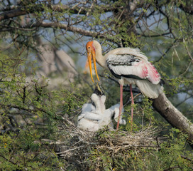 Painted Storks (Mycteria Leucocephala)