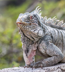 Iguana