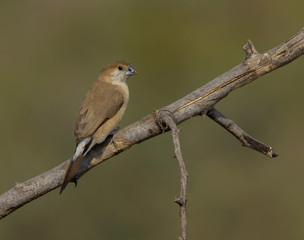 Indian Silverbill or White throated Munia (Euodice malabarica)