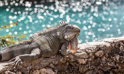 Iguana