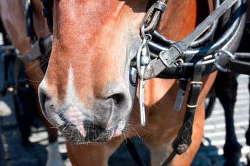 the head of a horse with a bridle