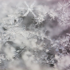real macro snowflakes lying a handful