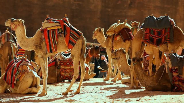 Camesl caravan in the desert