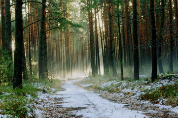 Zimowy poranek w lesie.