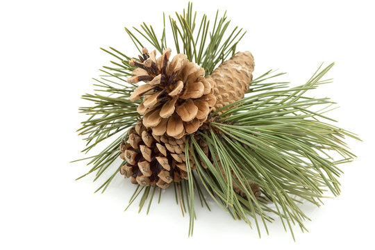 Pine Cones