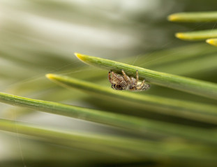 Small jumping spider on pine branch