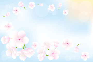 Hanami - Cherry blossoms background