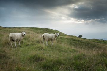 Sheep grazing on a hillside