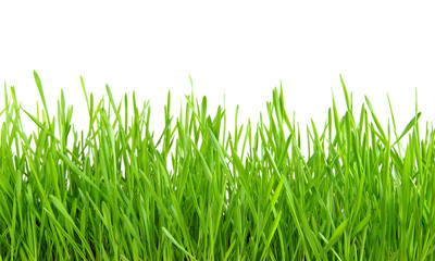 grass on white