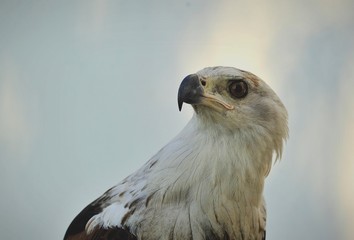 The African Fish Eagle (Haliaeetus vocifer) 