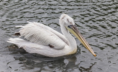 Pelican on the water
