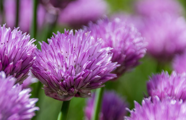 Fototapeta premium Blooming chive