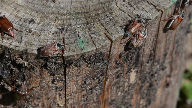cracked stump edge crawling beetles spread wings trying fly