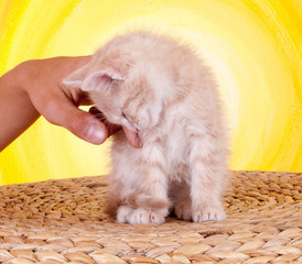 Katzenjunges
