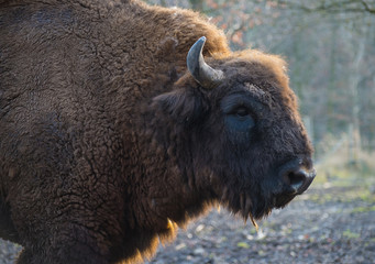 Bisonportrait (Bison bonasus)