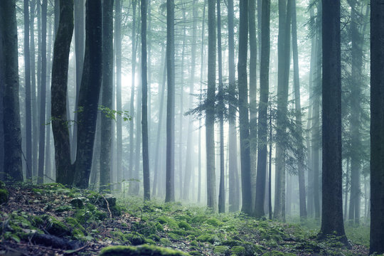 Fototapeta Forest landscape