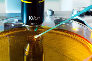plate on the microscope