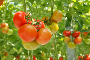 tomatoes