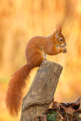 Red squirrel sitting and eating a hazel nut