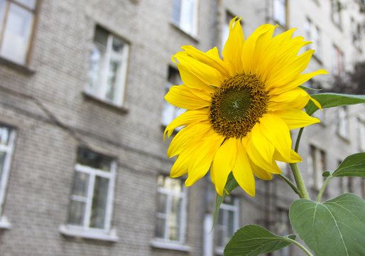 City sunflower on the brick wall of a city building background