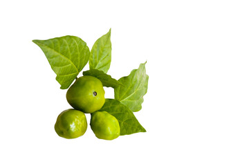 Isolated Studio Shot of Habanero Chillies and Leaves
