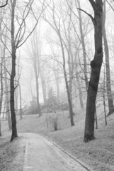 Leafless trees in foggy autumn city park