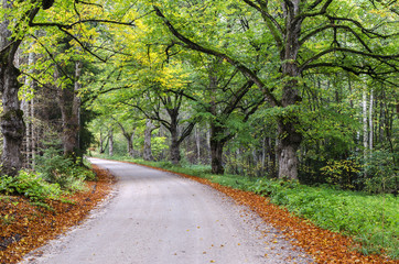 Fototapeta na wymiar Country road among oak trees
