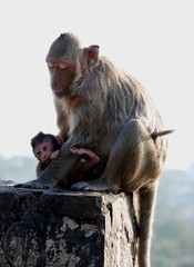 Macaques Thai monkey around the temple