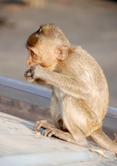 Macaques Thai monkey around the temple