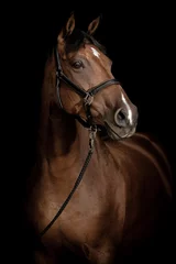 Cercles muraux Chevaux Horse Portrait