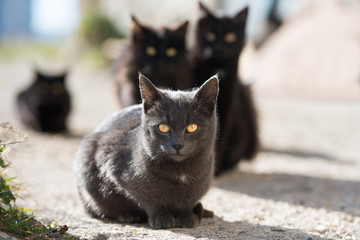 Group of cats